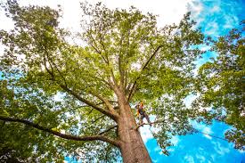 Best Tree Removal  in Steele, MO